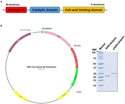 Engineering of lysin by fusion of antimicrobial peptide (cecropin A) enhances its antibacterial properties against multidrug-resistant Acinetobacter baumannii